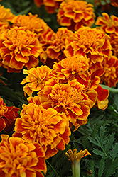 Bonanza Flame Marigold (Tagetes patula 'Bonanza Flame') at Echter's Nursery & Garden Center