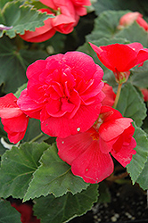 Nonstop Rose Pink Begonia (Begonia 'Nonstop Rose Pink') at Echter's Nursery & Garden Center