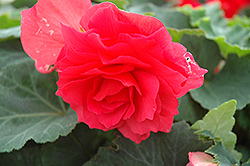Nonstop Bright Red Begonia (Begonia 'Nonstop Bright Red') at Echter's Nursery & Garden Center