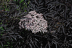 Black Lace Elder (Sambucus nigra 'Eva') at Echter's Nursery & Garden Center
