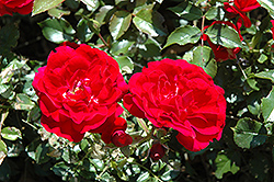 Paint The Town Rose (Rosa 'Paint The Town') at Echter's Nursery & Garden Center