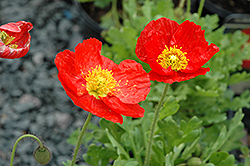 Spring Fever Red Poppy (Papaver nudicaule 'Spring Fever Red') at Echter's Nursery & Garden Center