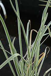 Variegated Society Garlic (Tulbaghia violacea 'Variegata') at Echter's Nursery & Garden Center