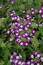 Obsession Blue With Eye Verbena (Verbena 'Obsession Blue With Eye') at Echter's Nursery & Garden Center