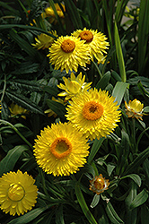 Dreamtime Jumbo Yellow Strawflower (Bracteantha bracteata 'OHB003790') at Echter's Nursery & Garden Center