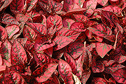 Splash Select Red Polka Dot Plant (Hypoestes phyllostachya 'Splash Select Red') at Echter's Nursery & Garden Center