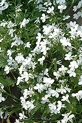 Regatta White Lobelia (Lobelia erinus 'Regatta White') at Echter's Nursery & Garden Center