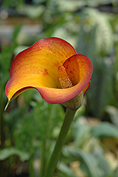 Flame Calla Lily (Zantedeschia 'Flame') at Echter's Nursery & Garden Center