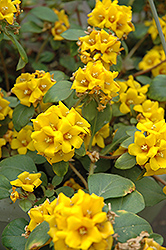 Golden Globes Loosestrife (Lysimachia procumbens 'Golden Globes') at Echter's Nursery & Garden Center