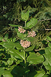 Common Milkweed (Asclepias syriaca) at Echter's Nursery & Garden Center