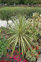 Torbay Dazzler Grass Palm (Cordyline australis 'Torbay Dazzler') at Echter's Nursery & Garden Center