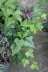 Algerian Ivy (Hedera algeriensis) at Echter's Nursery & Garden Center