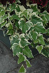 Gloire de Marengo Ivy (Hedera algeriensis 'Gloire de Marengo') at Echter's Nursery & Garden Center