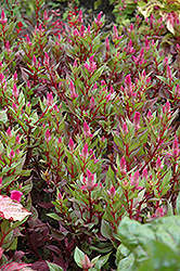 Spiky Pink Celosia (Celosia spicata 'Spiky Pink') at Echter's Nursery & Garden Center