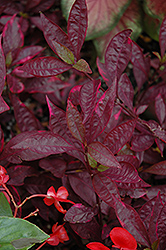 Brazilian Red Hots Alternanthera (Alternanthera dentata 'Brazilian Red Hots') at Echter's Nursery & Garden Center