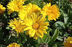 Bon Bon Yellow Pot Marigold (Calendula officinalis 'Bon Bon Yellow') at Echter's Nursery & Garden Center