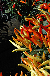 Sweet Pepper (Capsicum annuum) at Echter's Nursery & Garden Center