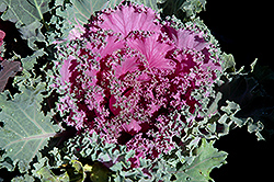 Pink Kale (Brassica oleracea var. acephala 'Pink') at Echter's Nursery & Garden Center