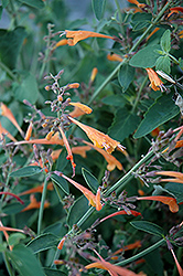 Coronado Hyssop (Agastache aurantiaca 'Coronado') at Echter's Nursery & Garden Center