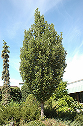 Crimson Spire Oak (Quercus 'Crimschmidt') at Echter's Nursery & Garden Center