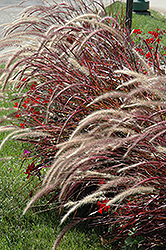 Fireworks Fountain Grass (Pennisetum setaceum 'Fireworks') at Echter's Nursery & Garden Center