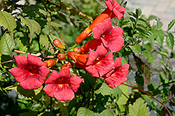 Balboa Sunset Trumpetvine (Campsis radicans 'Balboa Sunset') at Echter's Nursery & Garden Center