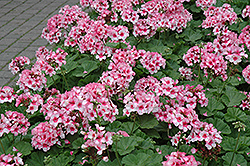 Maverick Star Geranium (Pelargonium 'Maverick Star') at Echter's Nursery & Garden Center