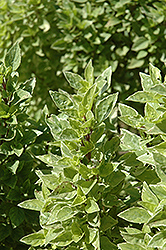 Pesto Perpetuo Basil (Ocimum x citriodorum 'Pesto Perpetuo') at Echter's Nursery & Garden Center
