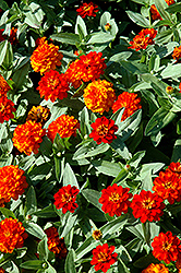 Profusion Double Fire Zinnia (Zinnia 'Profusion Double Fire') at Echter's Nursery & Garden Center