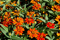 Profusion Orange Zinnia (Zinnia 'Profusion Orange') at Echter's Nursery & Garden Center