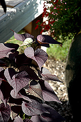Sidekick Black Heart Sweet Potato Vine (Ipomoea batatas 'Sidekick Black Heart') at Echter's Nursery & Garden Center