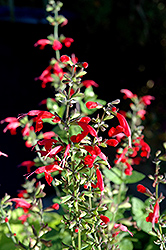 Summer Jewel Red Sage (Salvia 'Summer Jewel Red') at Echter's Nursery & Garden Center