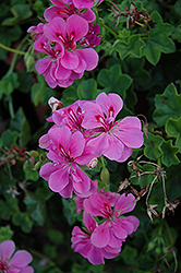 Precision Pink Ivy Leaf Geranium (Pelargonium peltatum 'Precision Pink') at Echter's Nursery & Garden Center