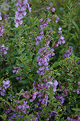 AngelMist Purple Angelonia (Angelonia angustifolia 'AngelMist Purple') at Echter's Nursery & Garden Center