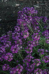 Clear Crystal Purple Shades Sweet Alyssum (Lobularia maritima 'Clear Crystal Purple Shades') at Echter's Nursery & Garden Center