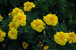 Durango Yellow Marigold (Tagetes patula 'Durango Yellow') at Echter's Nursery & Garden Center