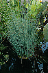 Blue Arrows Rush (Juncus inflexus 'Blue Arrows') at Echter's Nursery & Garden Center