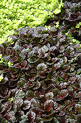 Black Scallop Bugleweed (Ajuga reptans 'Black Scallop') at Echter's Nursery & Garden Center