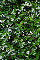 Confederate Star-Jasmine (Trachelospermum jasminoides) at Echter's Nursery & Garden Center