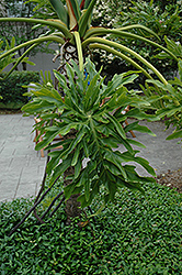 Tree Philodendron (Philodendron bipinnatifidum) at Echter's Nursery & Garden Center