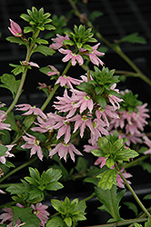 Bombay Pink Fan Flower (Scaevola aemula 'Bombay Pink') at Echter's Nursery & Garden Center