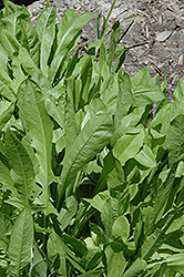 Chicory (Cichorium intybus) at Echter's Nursery & Garden Center