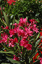 Calypso Oleander (Nerium oleander 'Calypso') at Echter's Nursery & Garden Center