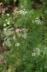 Caraway (Carum carvi) at Echter's Nursery & Garden Center