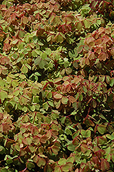 Sunset Velvet Shamrock (Oxalis vulcanicola 'Sunset Velvet') at Echter's Nursery & Garden Center