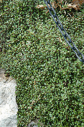 Creeping Wire Vine (Muehlenbeckia axillaris) at Echter's Nursery & Garden Center
