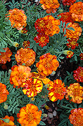 Alumia Red Marigold (Tagetes patula 'Alumia Red') at Echter's Nursery & Garden Center