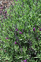 Ultra Violet Autumn Sage (Salvia greggii 'Ultra Violet') at Echter's Nursery & Garden Center