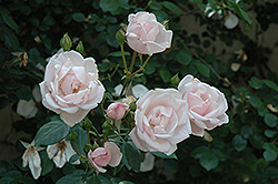 New Dawn Rose (Rosa 'New Dawn') at Echter's Nursery & Garden Center