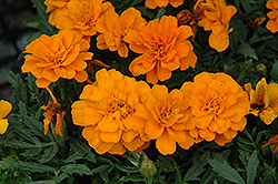 Durango Tangerine Marigold (Tagetes patula 'Durango Tangerine') at Echter's Nursery & Garden Center